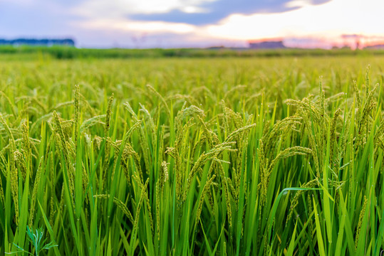 田地间生长的水稻稻穗