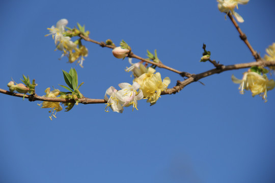 金银木花