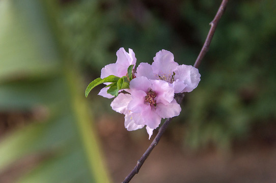 桃花粉嫩