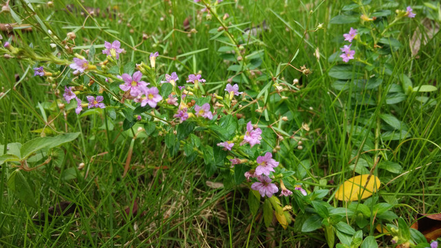 小紫花