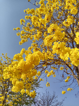 黄花风铃木