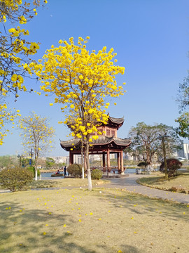 黄花风铃木
