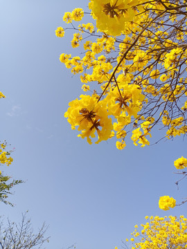 黄花风铃木