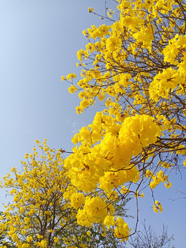 黄花风铃木