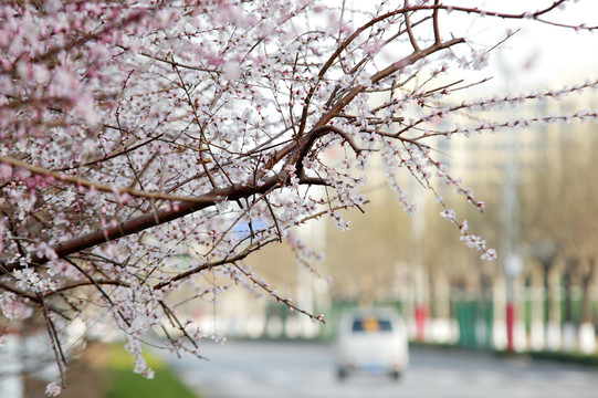 城市街道绿化带上的桃花