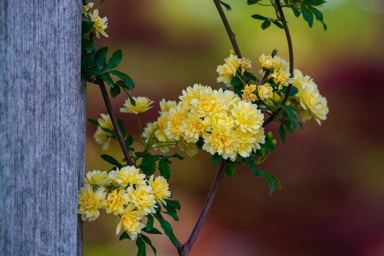 木香黄花