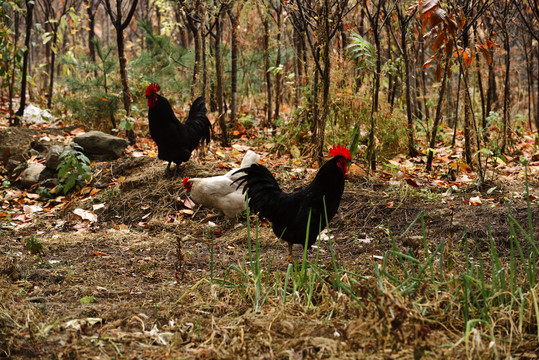 山林中散养的鸡