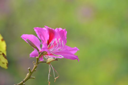 紫荆花