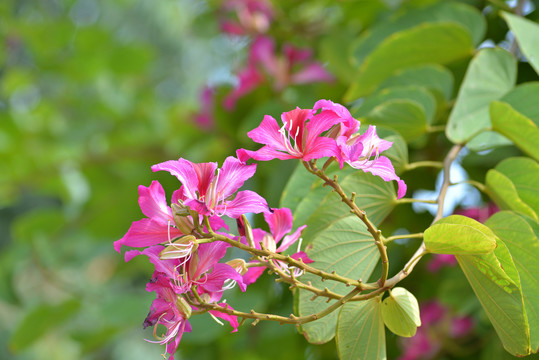 紫荆花