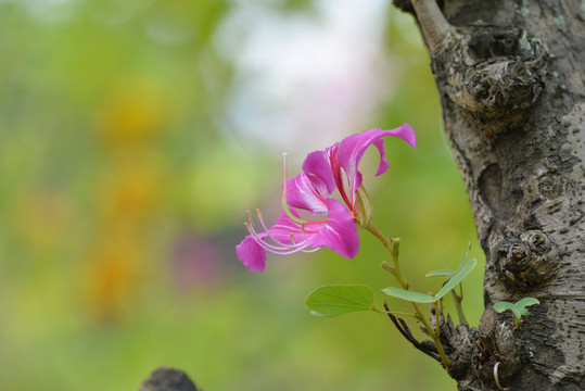 紫荆花