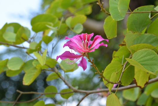 紫荆花