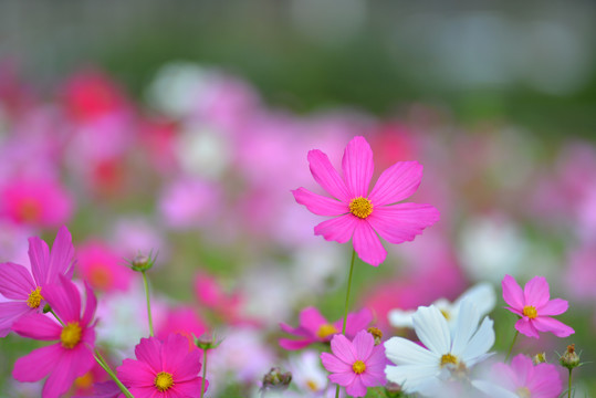 格桑花