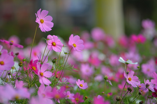 格桑花