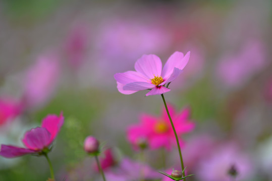 格桑花