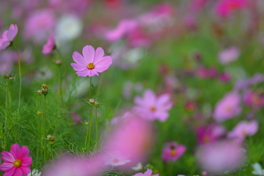 格桑花