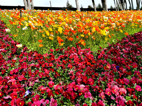 三色堇花坛花海