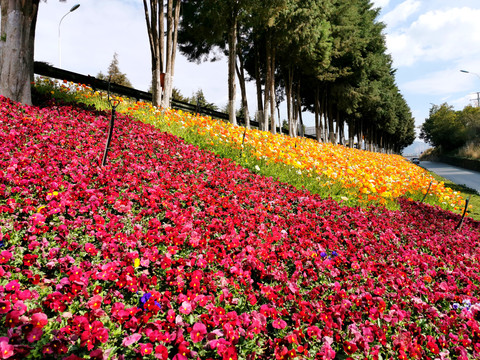 三色堇花坛花海