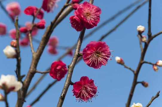 花卉红梅花儿朵朵开