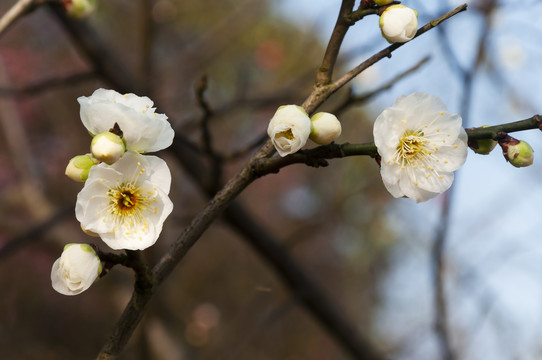 花卉红梅花儿朵朵开