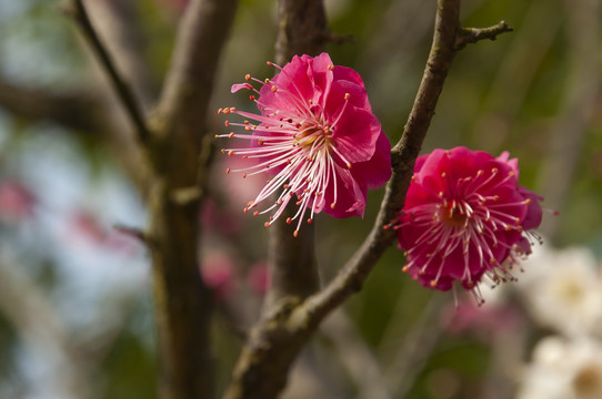 花卉红梅花儿朵朵开