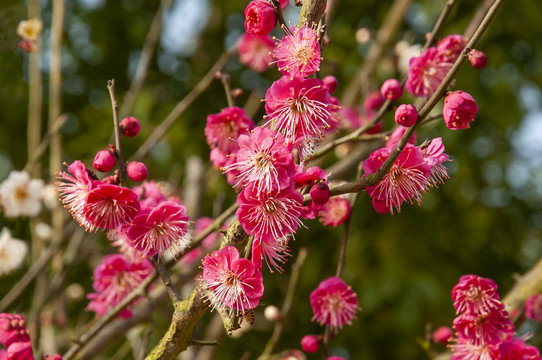 花卉红梅花儿朵朵开