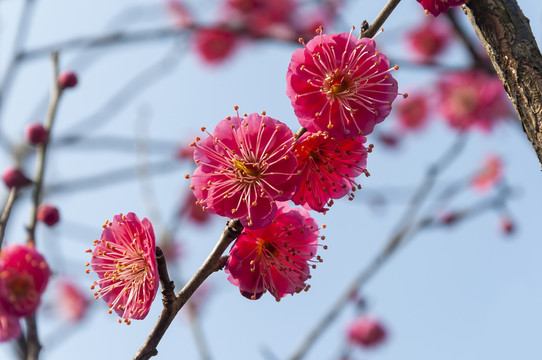 花卉红梅花儿朵朵开