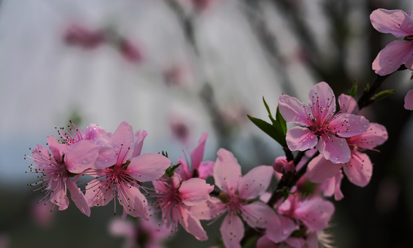 碧桃花