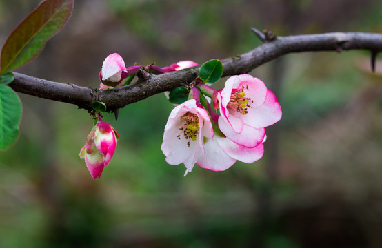 木瓜花