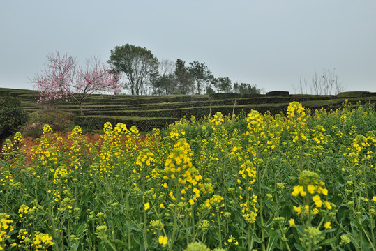 油菜花