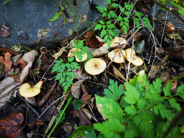 雨后刚生长的蘑菇