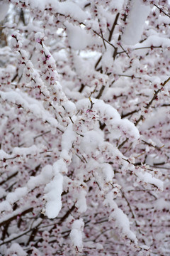 桃花雪