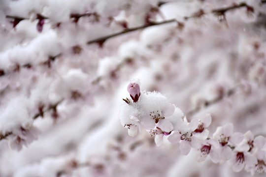 桃花雪