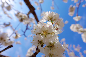 樱桃花