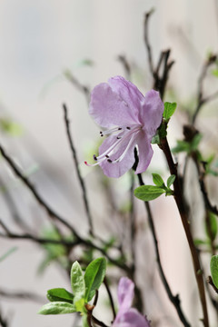 干枝杜鹃花