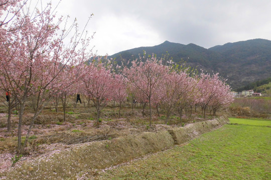 田园里盛开的樱花