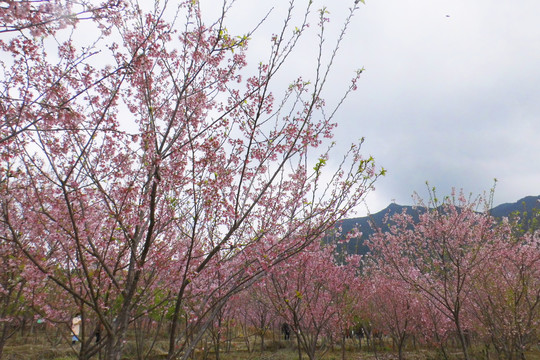 田园里盛开的樱花