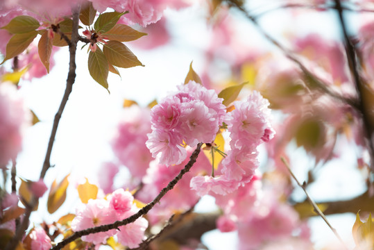 樱花