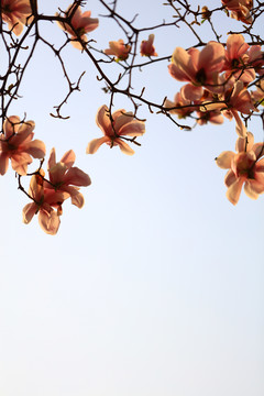 玉兰花