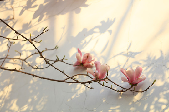 玉兰花