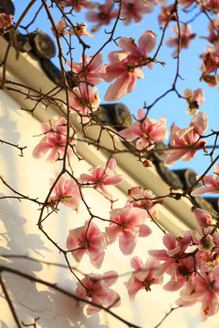 玉兰花
