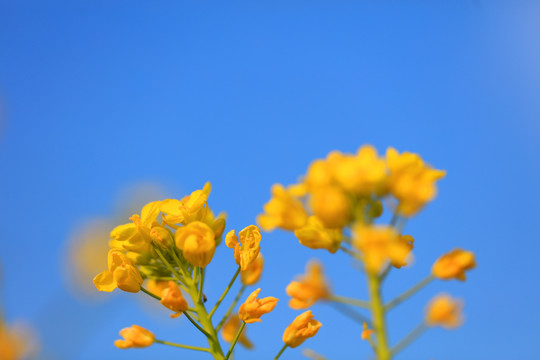 油菜花