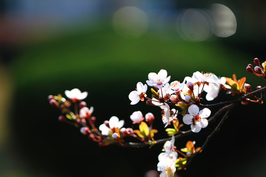 樱花