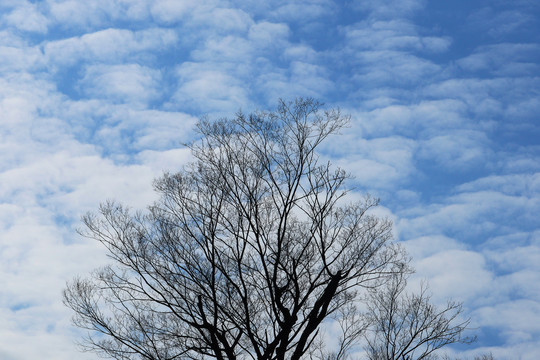 唯美树枝蓝天白云
