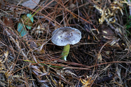 野外蘑菇