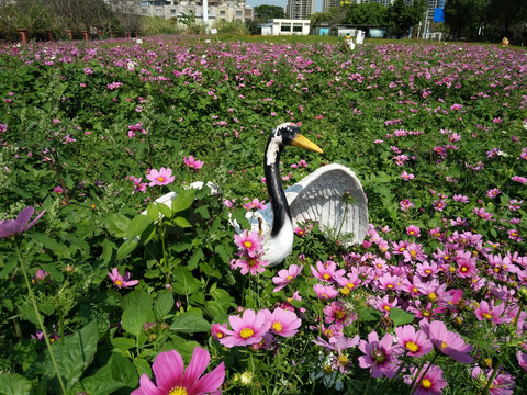 丹顶鹤