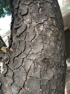 木纹