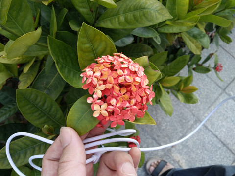 手球花