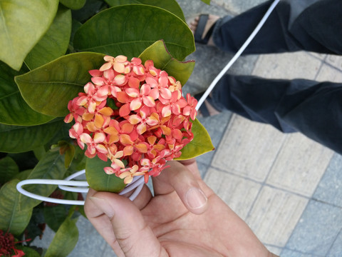 手球花