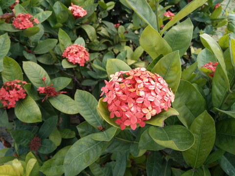 手球花
