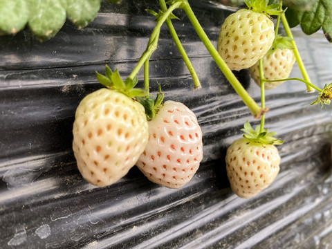 草莓棚里的白色草莓